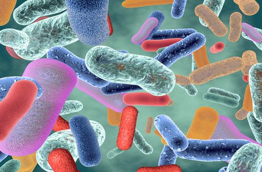 Le microbiote intestinal humain constitue un réservoir d’activités enzymatiques essentiel pour la digestion et la physiologie humaines (illustration).