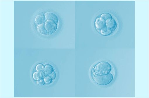 Premiers stades de l'embryogenèse : divisions successives par mitose de la cellule œuf (illustration).