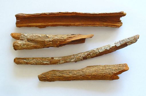 Écorces de quinquina : Cinchona officinalis (illustration @H. Zell sur Wikimedia).