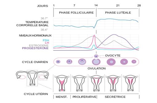 Cycle menstruel (schéma @ Wikimedia). 