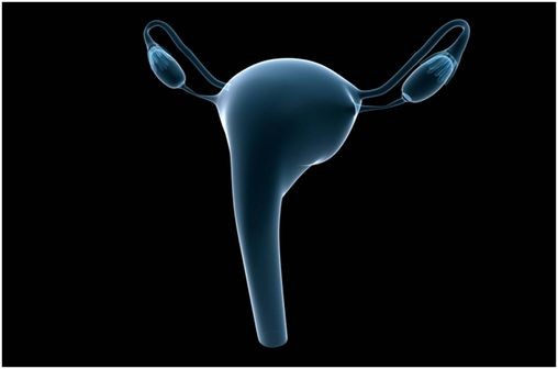 Représentation en 3D de l'utérus et des ovaires (illustration).