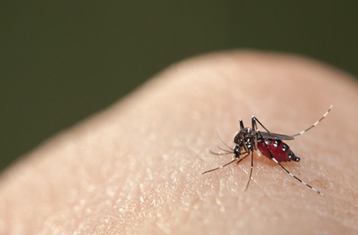 La dengue est transmise par des piqûres de moustiques femelles de type Ædes, comme celui-ci (illustration). 