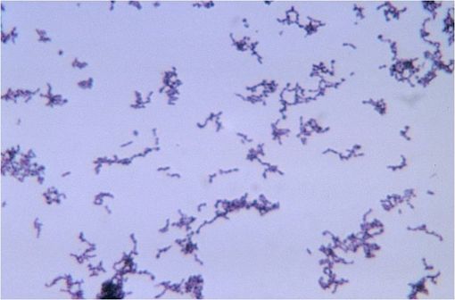 Propionibacterium acnes est une bactérie anaérobie de la flore cutanée qui, proliférant dans le sébum, peut être à l’origine d’une inflammation compliquant les lésions rétentionnelles d’acné.