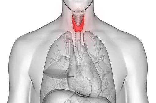 Représentation anatomique en 3D de la thyroïde (illustration).
