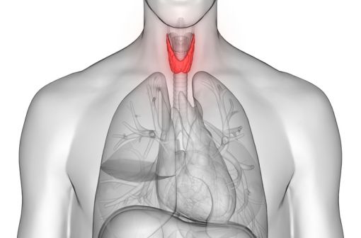 Représentation en 3D de la thyroïde chez l'Homme (illustration). width=