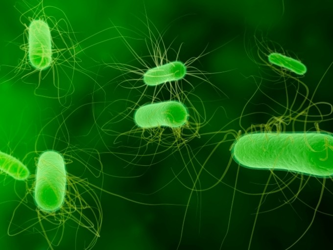 La bactérie E. coli est le germe le plus impliqué dans la survenue d'infections urinaires.