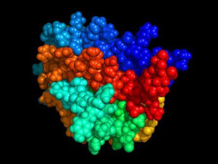 Structure moléculaire en 3D de l'érythopoïétine (© Wikimédia).