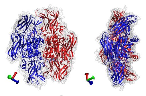 Egalement nommé facteur Laki-Lorand, le facteur XIII est une enzyme de la coagulation sanguine qui ramifie la fibrine (illustration).