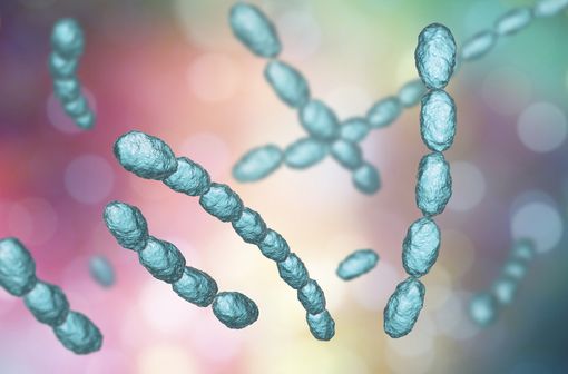 Les bactéries aérobies à Gram – telles l’Haemophilus ducreyi (ici représenté en 3D) sont des espèces habituellement sensibles aux fluoroquinolones (illustration).