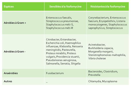 Espèces sensibles et résistantes à la fosfomycine (illustration).