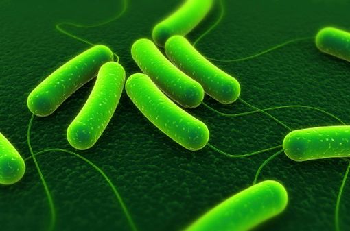 La bactérie Escherichia coli est le germe le plus souvent impliqué dans la survenue d'infections urinaires (illustration). 