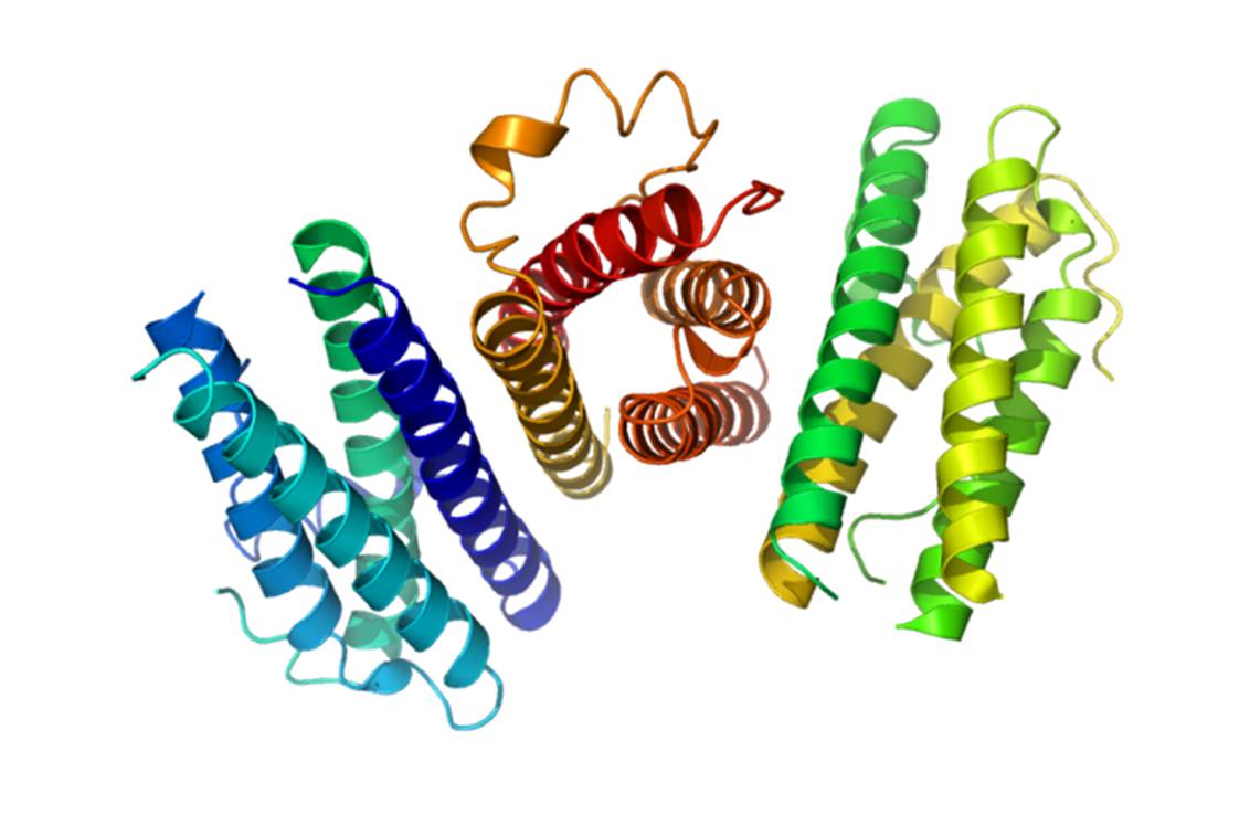 Représentation de 3 molécules de G-CSF (@ Ramin Herati, Wikimedia)