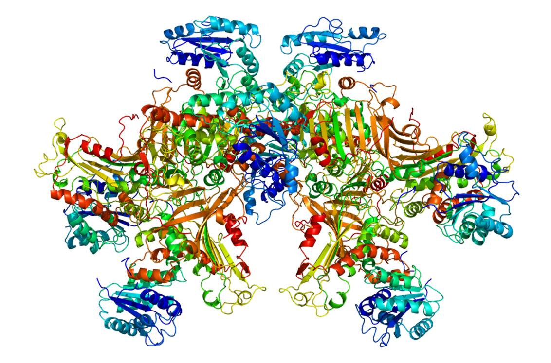 Structure de la glucose-6-phosphate déshydrogénase (@ EMW, Wikimedia)