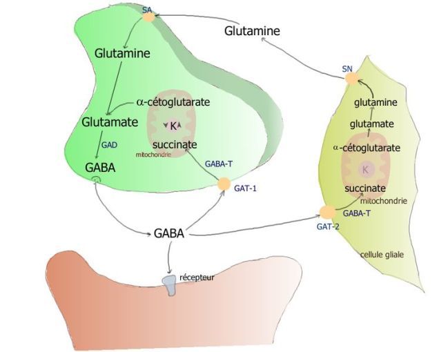 Métabolisme du GABA : les cellules gliales participent au recyclage (© Pancrat, Wikimedia).