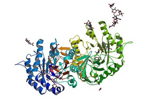 Représentation en 3D de l'alpha galactosidase, la protéine déficiente dans la Maladie de Fabry (illustration @Wikimedia)..