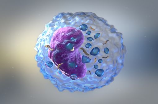 Représentation en 3D d'un lymphocyte (illustration).