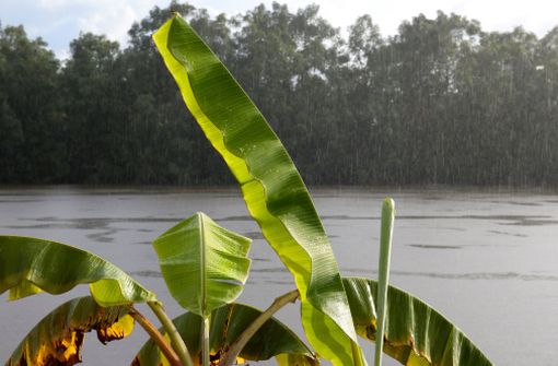 Feuilles de bananier sous la pluie sur les berges de la rivière Oyak, Guyane (illustration).