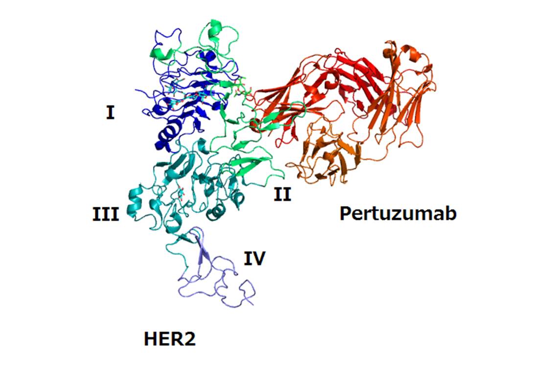 Structure du pertuzumab [à droite] et de la protéine HER2 [à gauche] (@ Takuma-sa, Wikimedia).