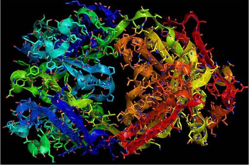 Le trastuzumab est un anticorps monoclonal recombinant (@ RedAndr, Wikimedia).