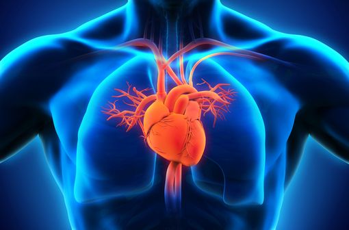 La surveillance cardiaque des patients traités par trastuzumab repose sur la mesure de la FEVG par un échocardiogramme ou une scintigraphie cardiaque (illustration).