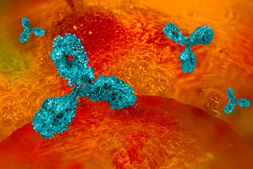 L'adalimumab est un anticorps monoclonal humain recombinant produit dans des cellules ovariennes de hamster chinois (illustration)