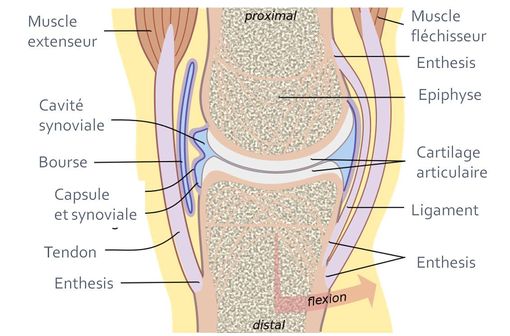 Articulation synoviale type (illustration @Madhero88, sur Wikimedia).