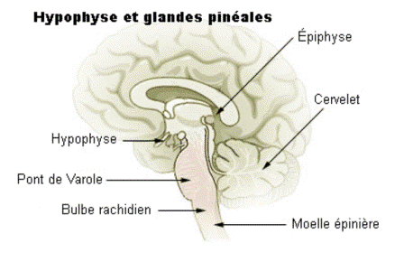 Hypophyse et glandes pinéales sur un schéma représentant le cerveau en coupe sagittale (© Wikimédia) 