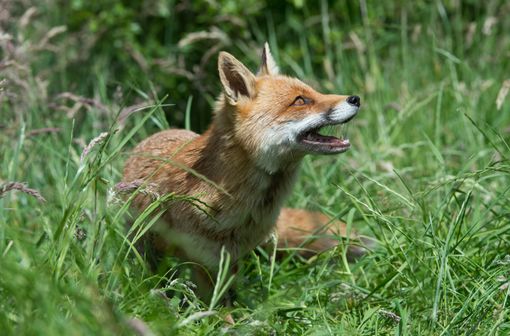 Considérée comme disparue en France depuis le début de l'année 2001, la rage peut encore subsister en particulier chez quelques renards du nord et de l'est de la France et chez les chauve-souris (illustration).