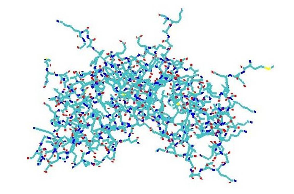 Représentation linéaire de la structure crystallographique de l’interféron gamma (@ K. Murphy, Wikimedia).