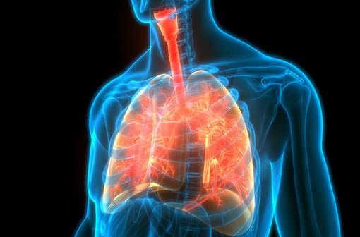 La mucoviscidose est une maladie génétique qui se caractérise par des sécrétions visqueuses au niveau de plusieurs organes, principalement les poumons et le pancréas (illustration).