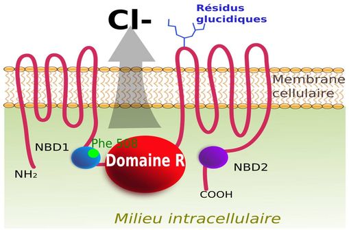 La protéine CFTR (Cystic Fibrosis Transmembrane Conductance Regulator) [illustration @ toony, sur Wikimedia].
