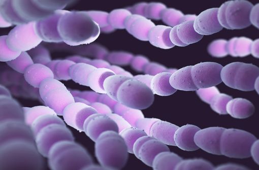 Représentation en 3D de Streptococcus pneumoniae, espèces habituellement sensibles à la télithromycine (illustration). 