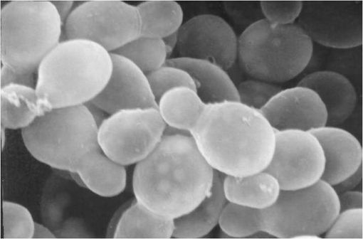 Malassezia furfur en microscopie électronique à balayage (illustration @Robert Simmons/Janice Carr - CDC).