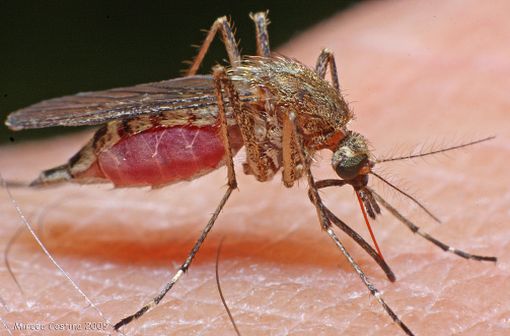 Maladie infectieuse due à un parasite du genre Plasmodium, le paludisme malaria est une propagé par la piqûre de certaines espèces de moustiques anophèles (illustration).