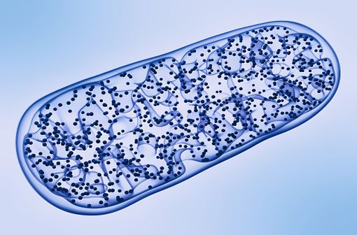 La carnitine intervient au sein de la cellule dans le transport des acides gras du cytosol vers les mitochondries lors du catabolisme des lipides dans le métabolisme énergétique (illustration).