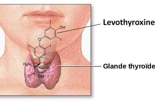 La prise de lévothyroxine permet de substituer une carence en hormones thyroïdiennes (illustration). 
