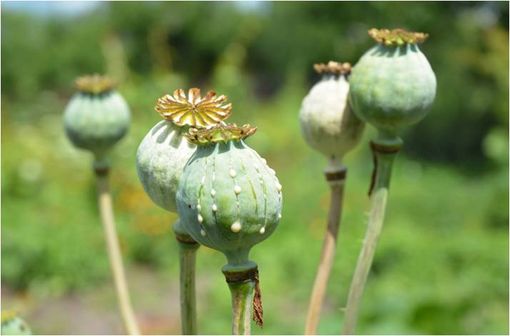 L’opium est le latex qu'exsude le pavot somnifère. Il est récolté en le laissant couler le long d'incisions sur la capsule de la plante, après perte des fleurs (illustration).