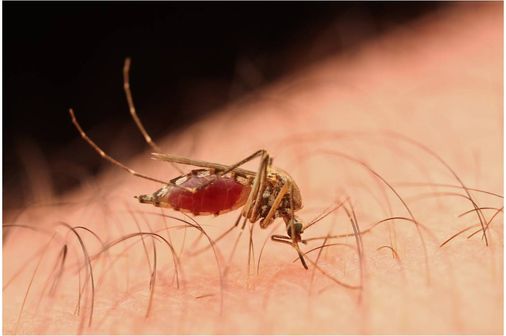 Gros plan sur une femelle moustique aspirant le sang d'un humain (illustration).
