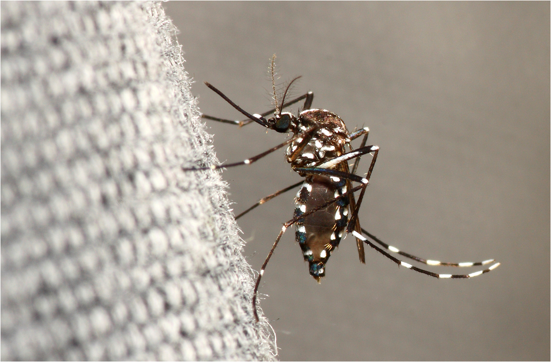 Moustique tigre ou Aedes albopictus.