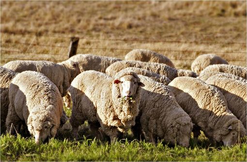 Le mérinos est une race ovine originaire d'Espagne élevée principalement pour sa laine (cliché @ Wikimédia).
