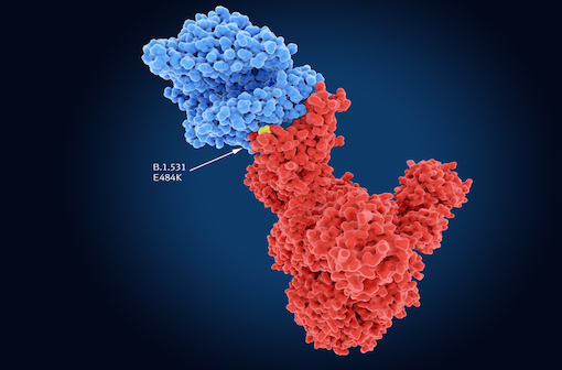 La mutation E484K de la protéine S de SARS-CoV-2 semble augmenter considérablement le risque de réinfection par ce virus (illustration).