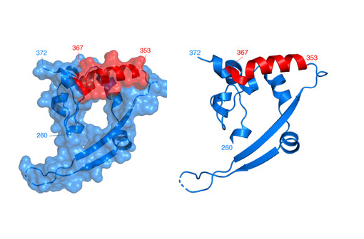 Structure tridimensionnelle du domaine C-terminal de la nucléoprotéine de MERS (Code PDB: 6G13). Les résidus sont annotés par leur position dans la séquence. Le peptide N353-367 est figuré en rouge (illustration). 