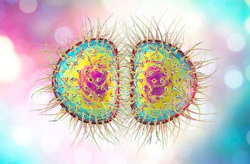 Neisseria meningitidis est une bactérie diplocoque gram-négative connue pour son rôle dans les méningites (illustration).