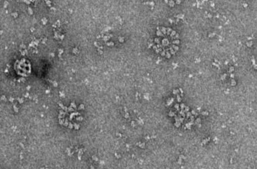 Le vaccin NVX-CoV2373 du laboratoire Novavax se compose de rosettes de protéines S plantées dans des nanoparticules (photo Novavax). width=