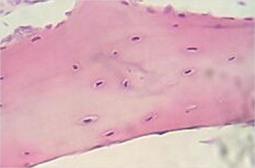 Cartilage observé au microscope photonique (illustration @Fanny CASTETS sur Wikimedia).