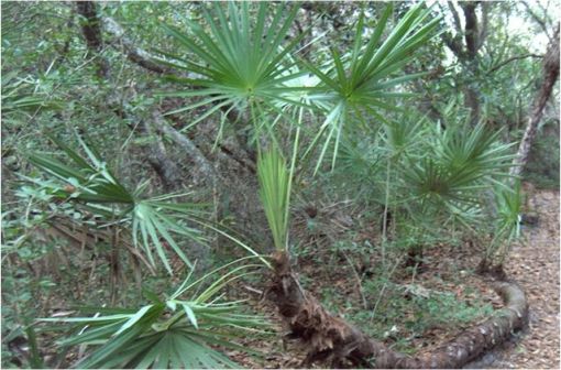 Serenoa repens est une espèce de palmiers nains qui pousse surtout en Floride (illustration @Homer Edward Price sur Wikimedia).