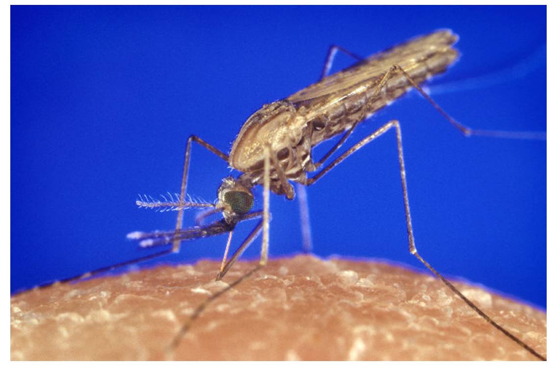 Anopheles gambiae, une des espèces d'anophèles, hôtes définitifs du parasite responsable du paludisme (photo : @ James Gathany - CDC, Wikimedia).