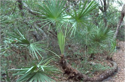 Serenoa repens est une espèce de palmiers nains, encore appelé « Palmier de Floride » ou « Chou palmiste » (illustration @Homer Edward Price, sur Wikimedia).