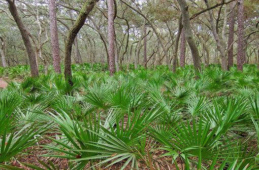 Serenoa repens est une espèce de palmiers nains appelés « palmiers de Floride » ou « choux palmistes » (illustration @Miguel Vieira sur Wikimedia)