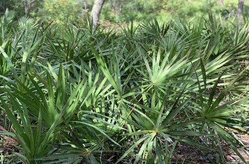 Serenoa repens est une espèce de palmiers nains appelés « palmiers de Floride » ou « choux palmistes » (illustration).